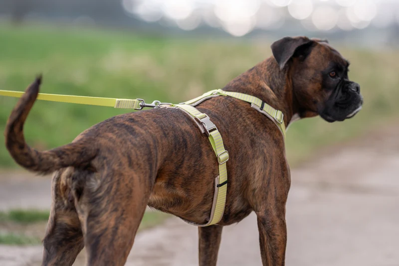 Hundegeschirr SUNNY