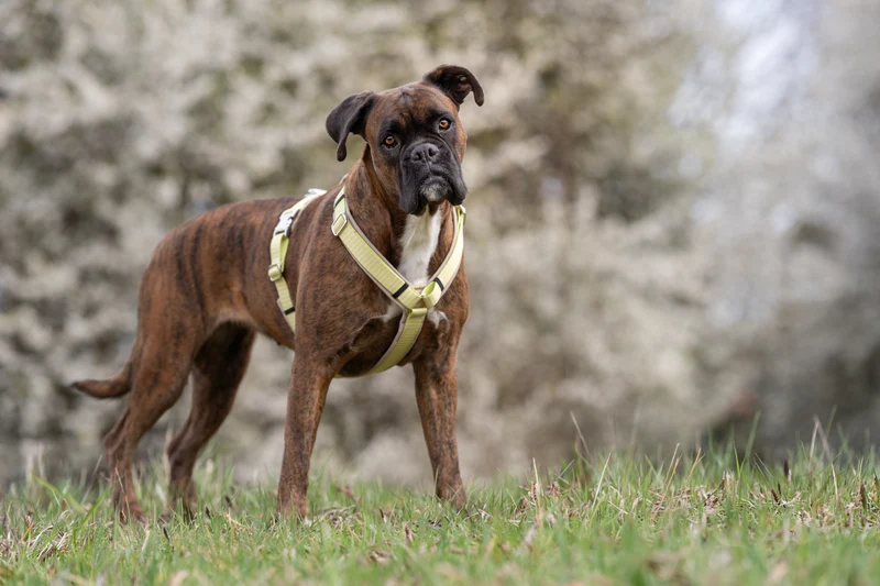 Hundegeschirr SUNNY