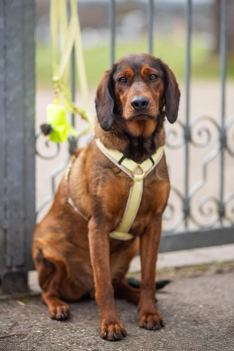 Hundegeschirr SUNNY