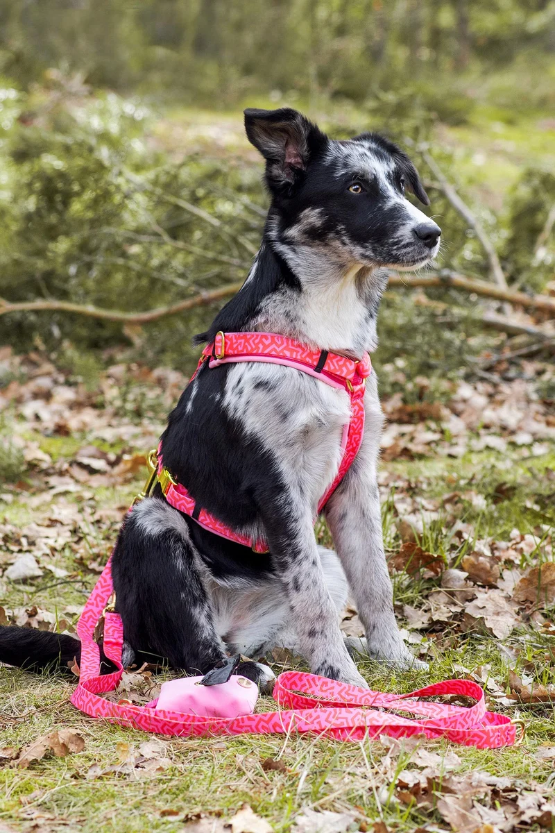 Hundegeschirr SWEETY