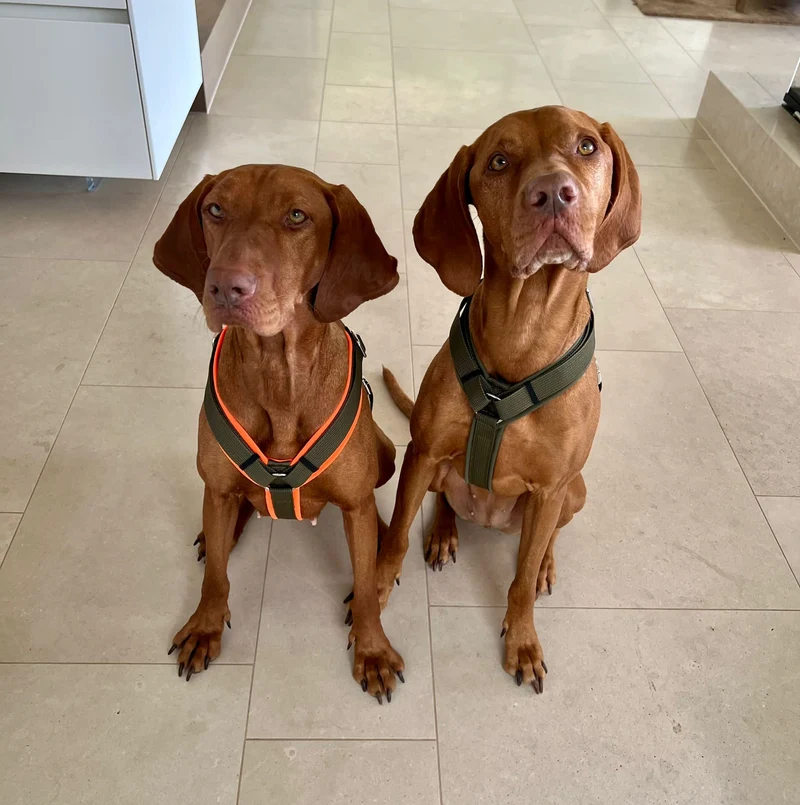 Hundegeschirr Softie OLIV