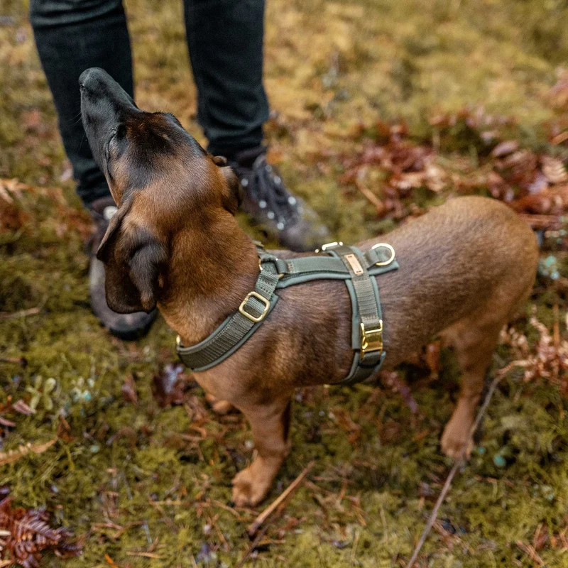 Hundegeschirr Softie OLIV