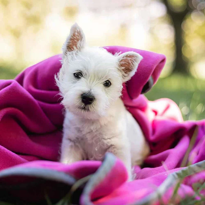 Hundedecke Schmusefleece MAGENTA, 100×140 cm