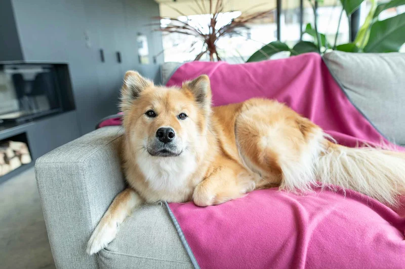Hundedecke Schmusefleece MAGENTA, 100×140 cm