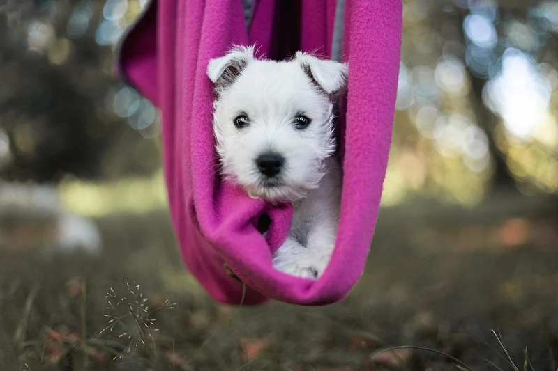 Hundedecke Schmusefleece MAGENTA, 100×140 cm