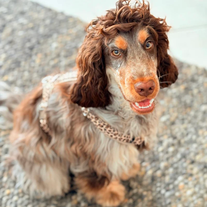 Hundegeschirr LEO