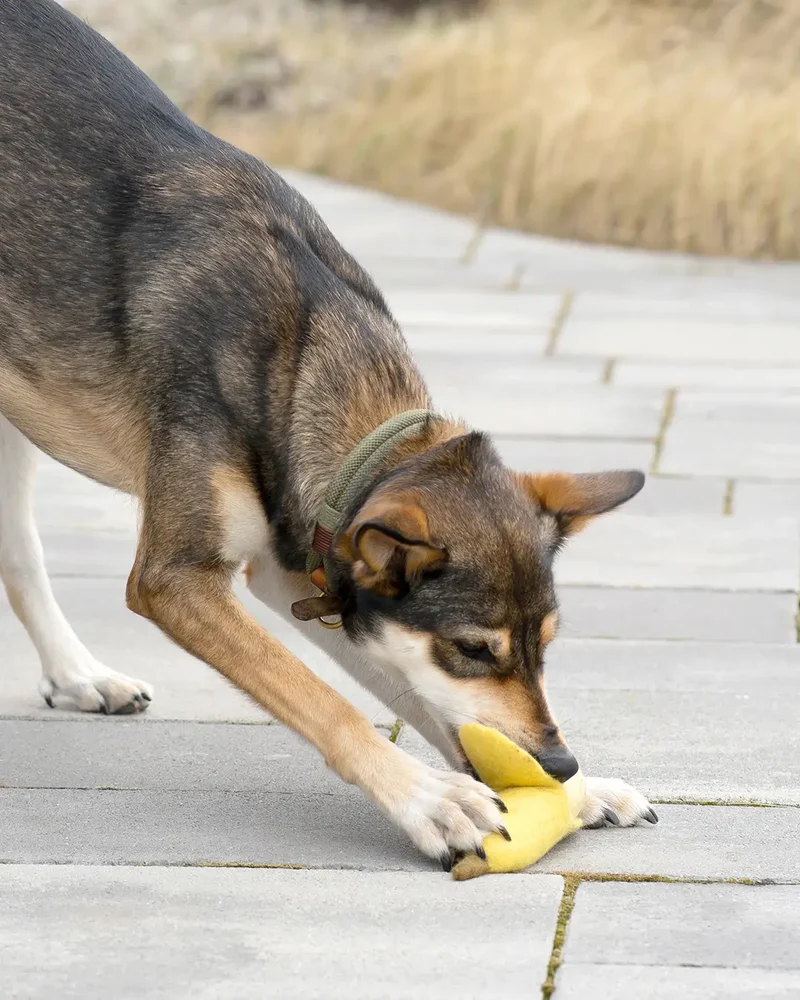 BUDDY. Hundespielzeug aus Wollfilz "Banane"
