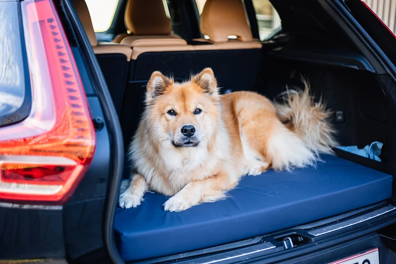 Hundematte eckig, Ortho, SAFE BLAU