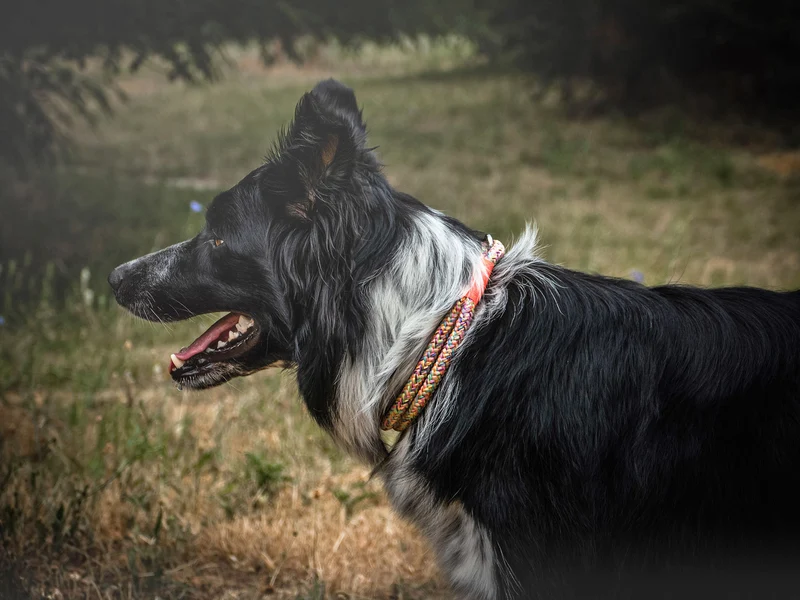 Festes Halsband Easy Summer NEONORANGE