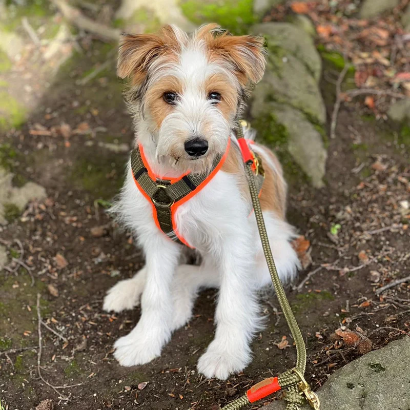 Hundegeschirr Softie NEONORANGE-OLIV