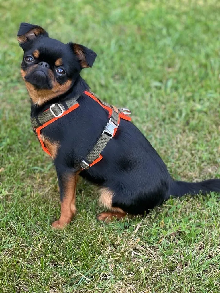 Hundegeschirr Softie NEONORANGE-OLIV