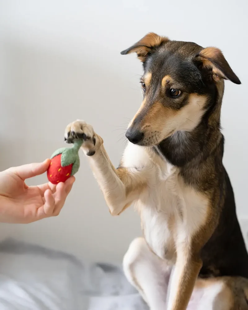 BUDDY. Hundespielzeug aus Wollfilz "Erdbeere"