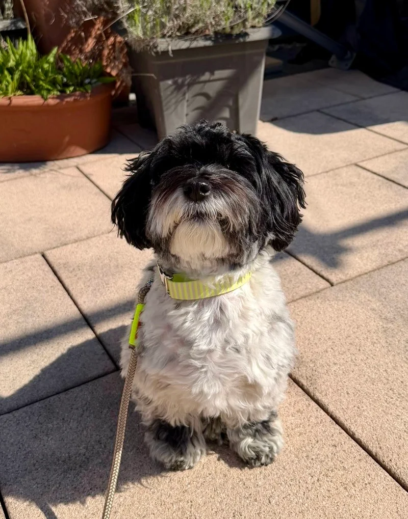 Welpenhalsband SUNNY