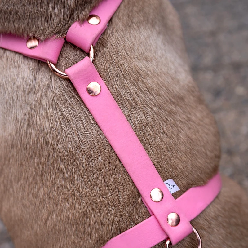 BioThane® Classic Guard Hundegeschirr
