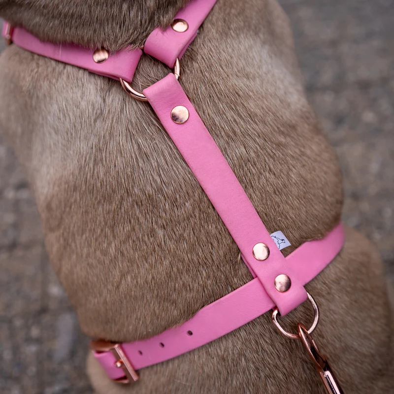 BioThane® Guard Hundegeschirr