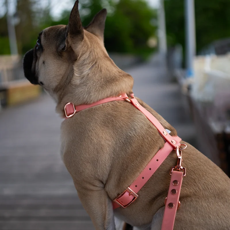 BioThane® Guard Hundegeschirr