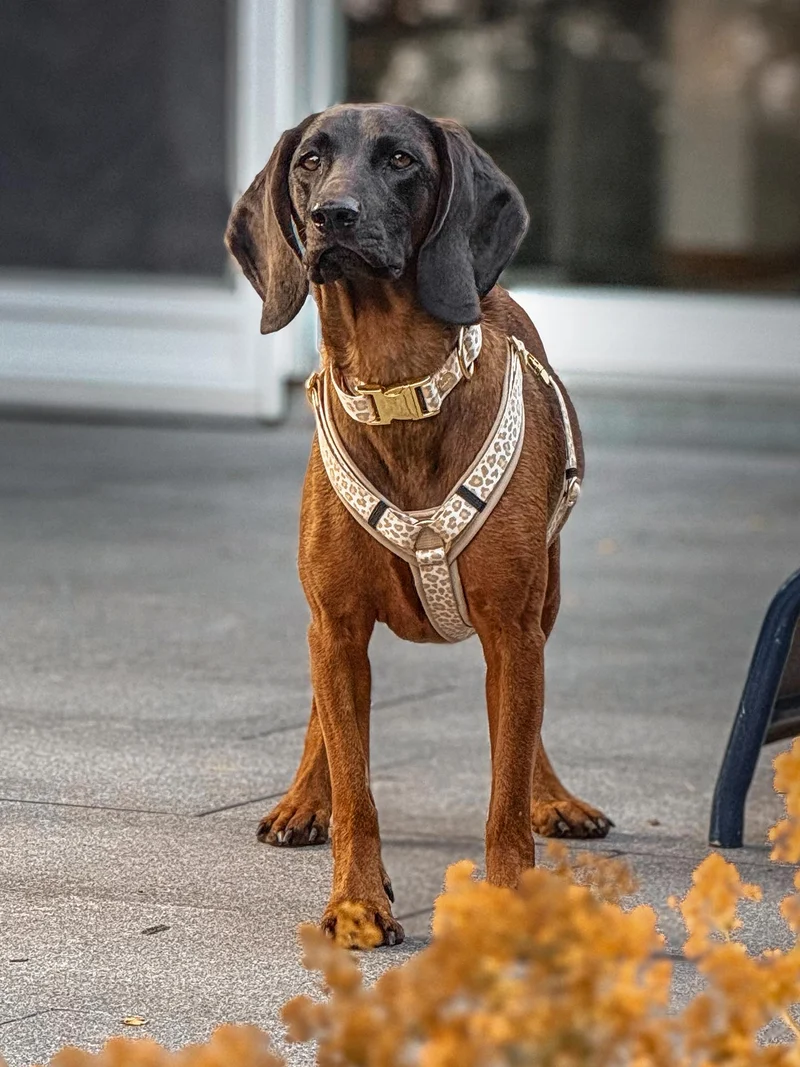 Hundegeschirr GOLDEN LEO