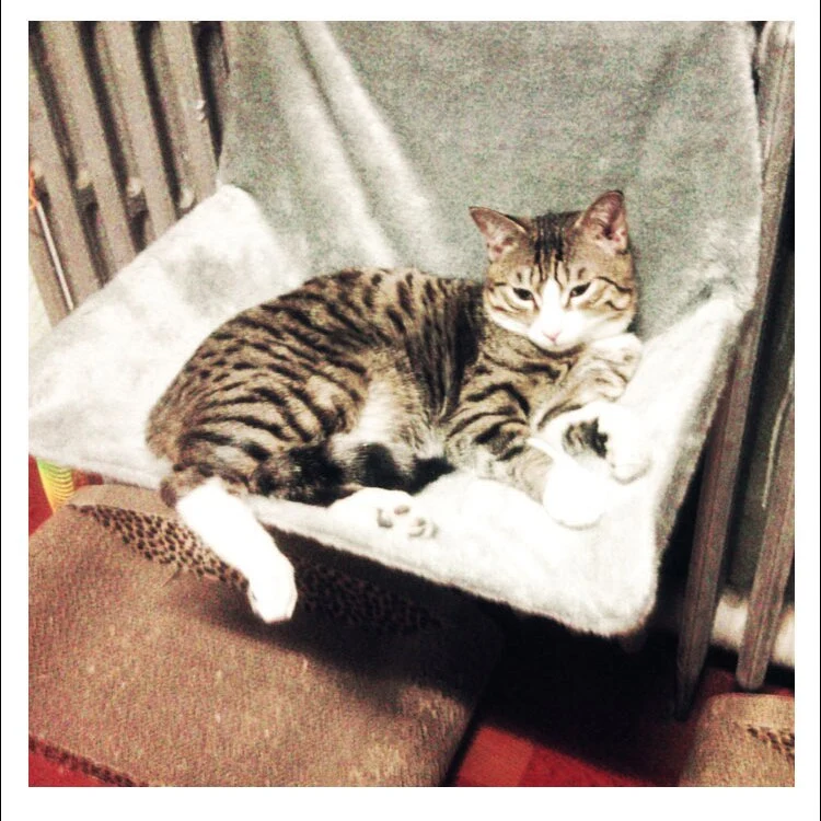 Cat Bed Comfortable Lounge Hammocks