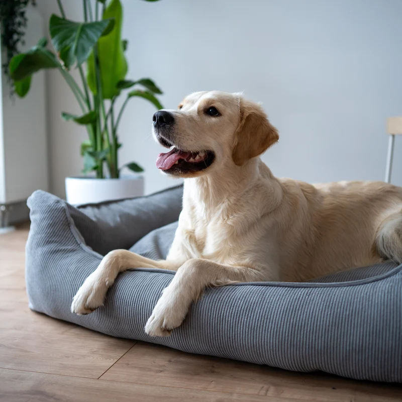Orthopädisches Hundebett COMFY - Größe L