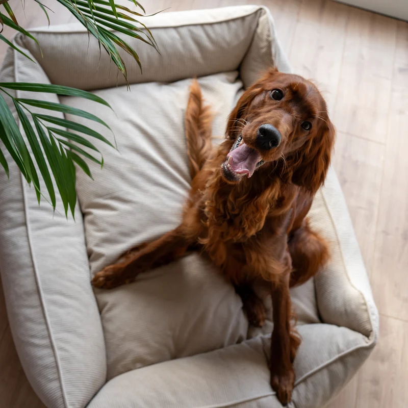 Orthopädisches Hundebett COMFY - Größe L