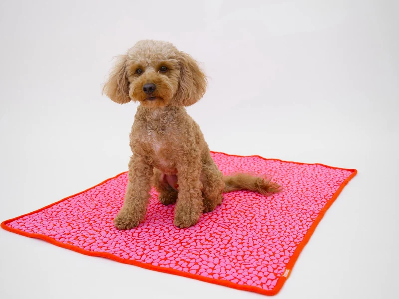 Studio Blanket Hundedecke