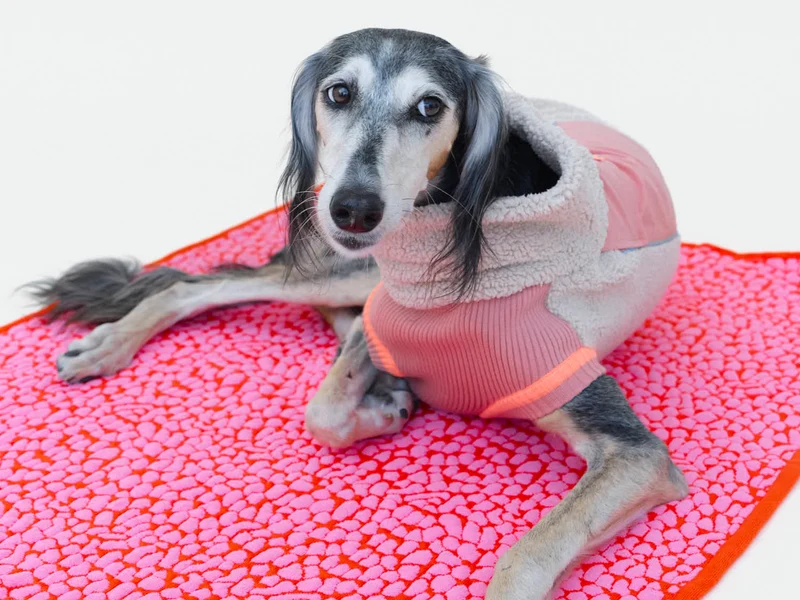 Studio Blanket Hundedecke