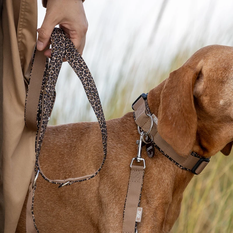 Hundehalsband & Leine Leo Love Marrakesh