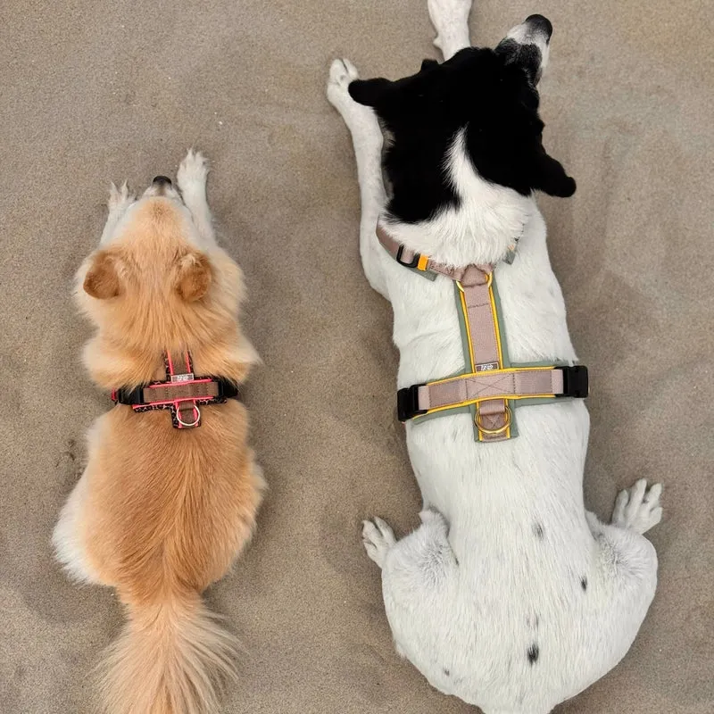 Hundegeschirr Marrakesh
