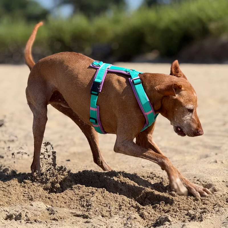 Hundegeschirr Bali