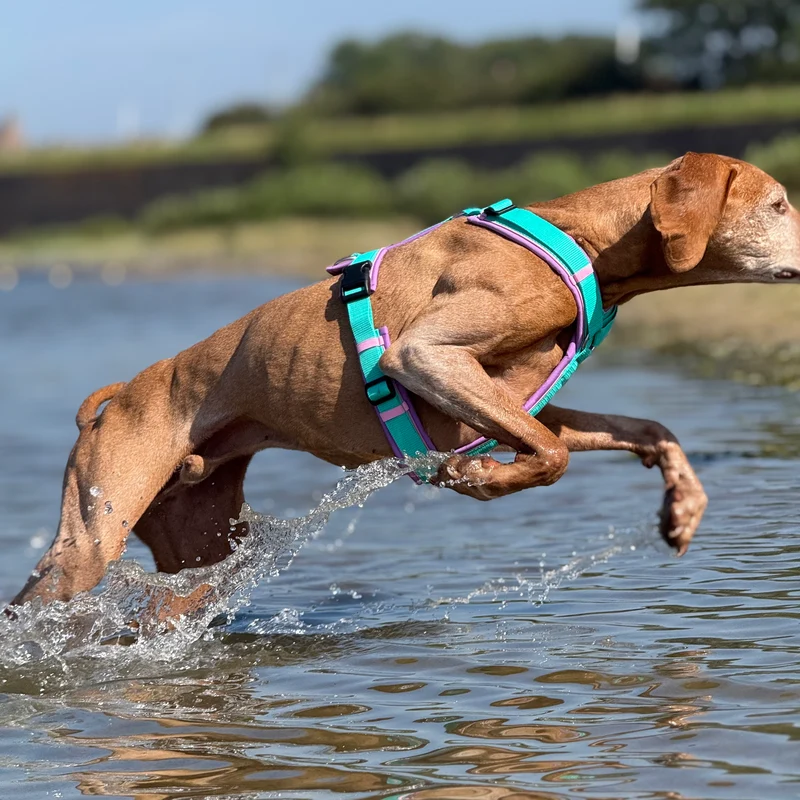 Hundegeschirr Bali