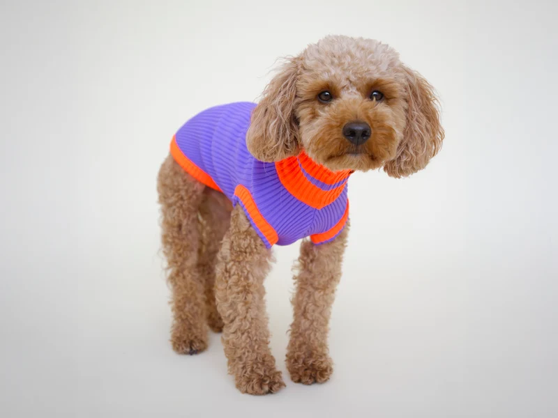Glow Jumper 2.0 Hundepullover