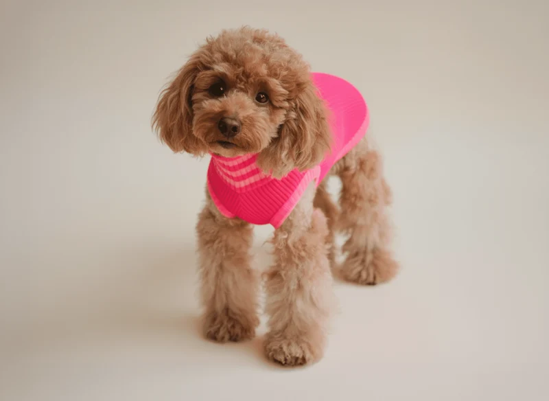 Glow Jumper 2.0 Hundepullover