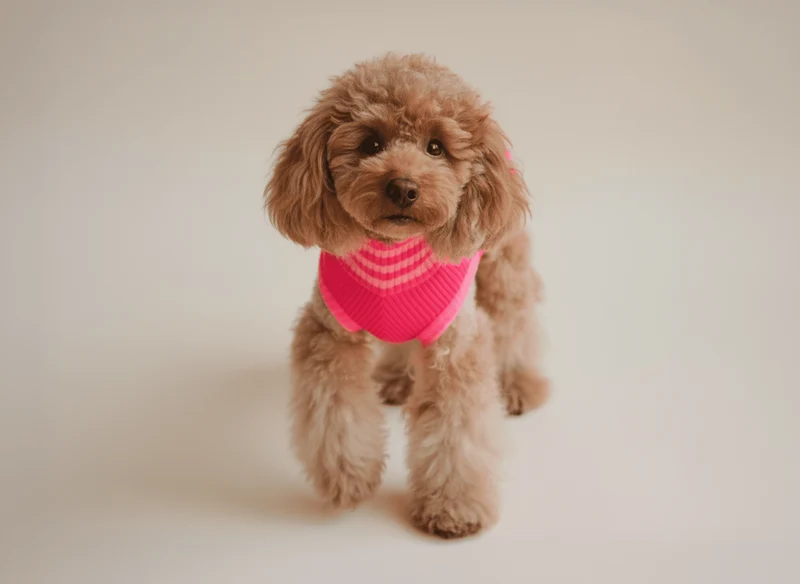 Glow Jumper 2.0 Hundepullover