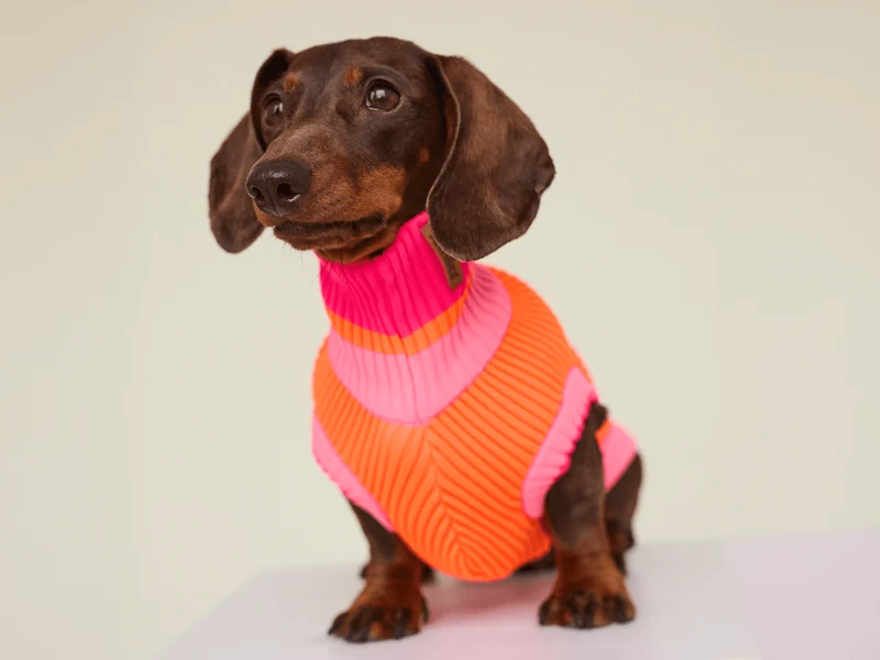 Glow Jumper 2.0 Hundepullover