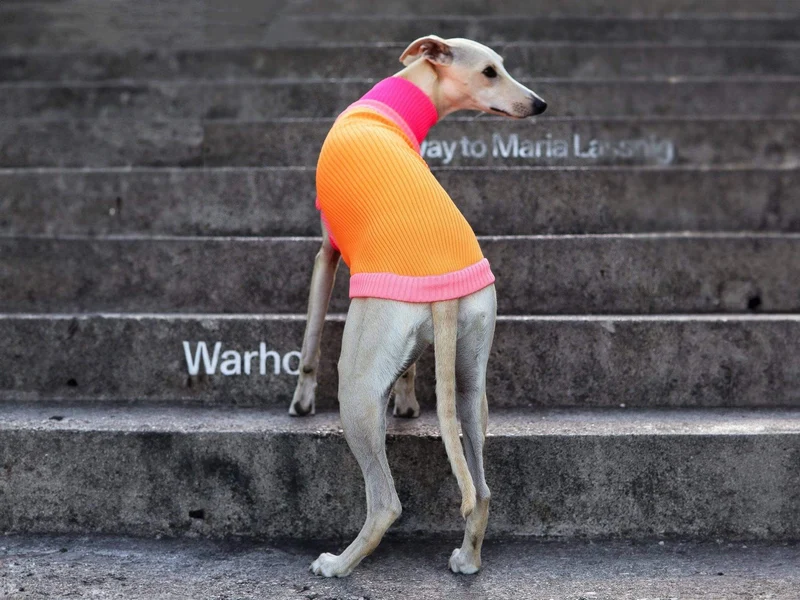 Glow Jumper 2.0 Hundepullover