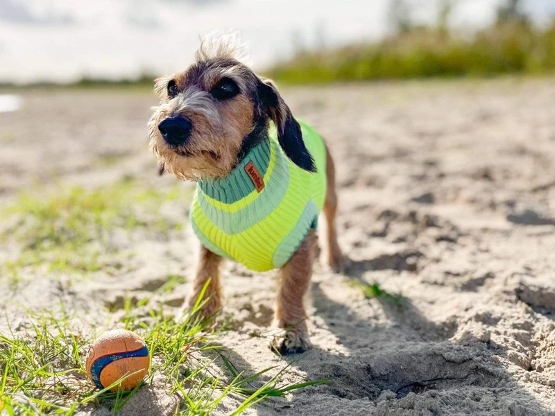 Glow Jumper 2.0 Hundepullover