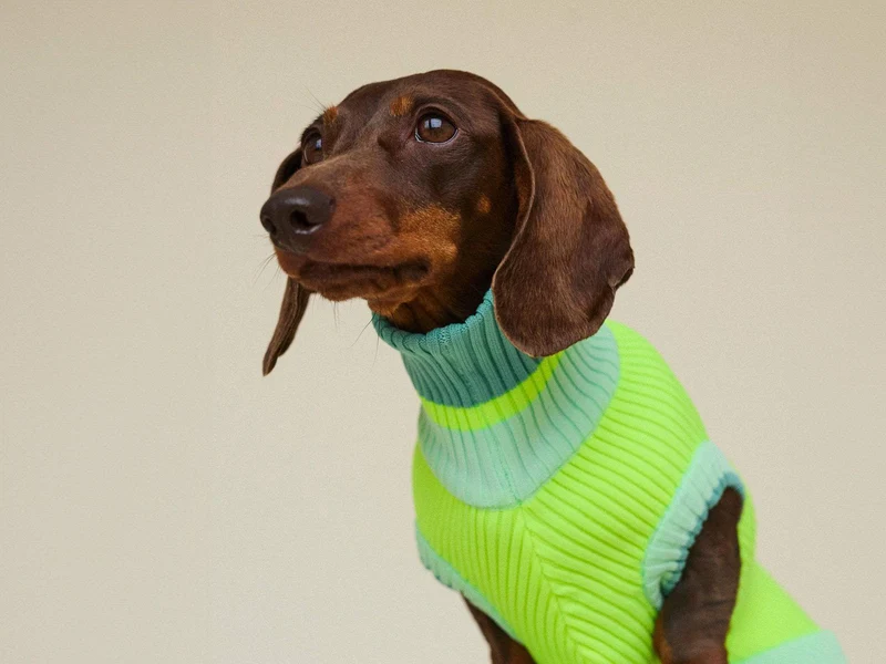 Glow Jumper 2.0 Hundepullover