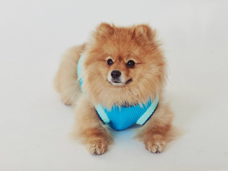 Glow Jumper 2.0 Hundepullover