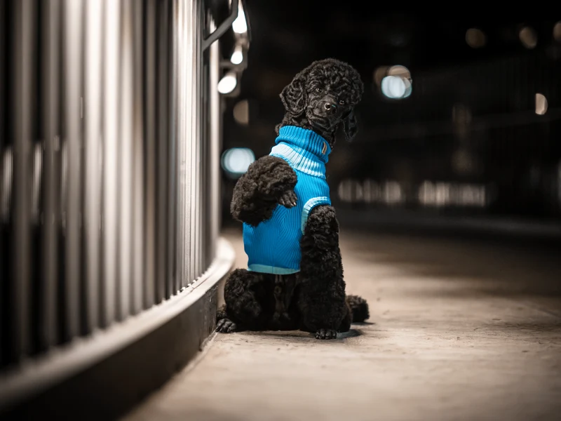 Glow Jumper 2.0 Hundepullover