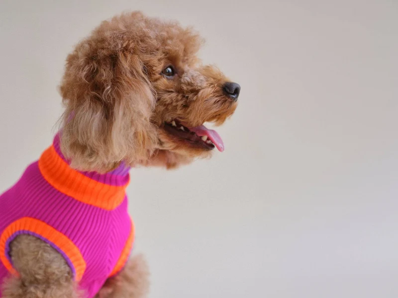 Glow Jumper 2.0 Hundepullover