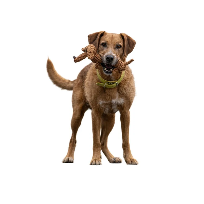 Hundespielzeug Diego Dackel