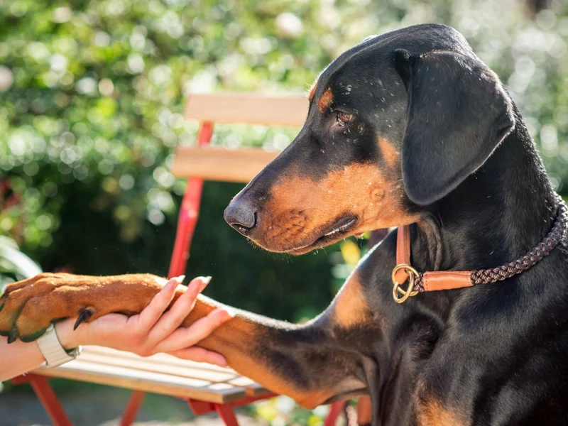 SABRO Hundehalsband OUTDOOR Rundzug