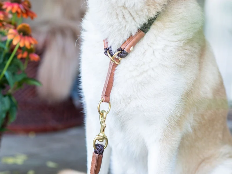 SABRO Hundehalsband OUTDOOR Rundzug