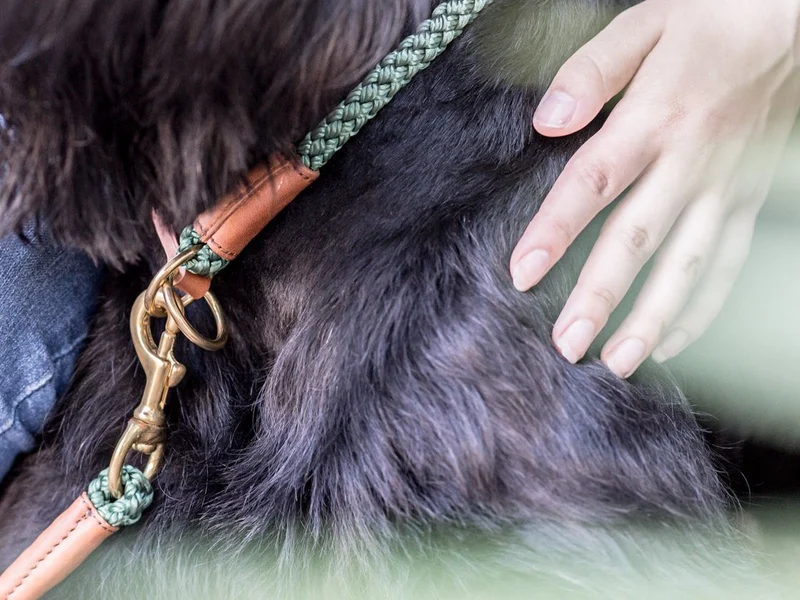 SABRO Hundehalsband OUTDOOR Rundzug