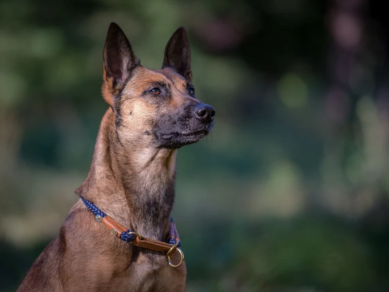 SABRO Hundehalsband OUTDOOR Rundzug