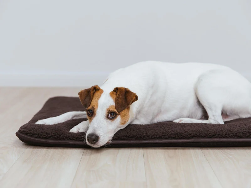 SABRO Hundematte HYGGE PAD