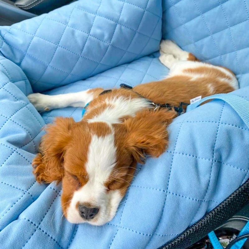 Autositz für Hunde