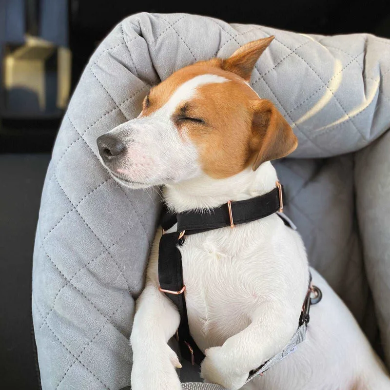 Autositz für Hunde