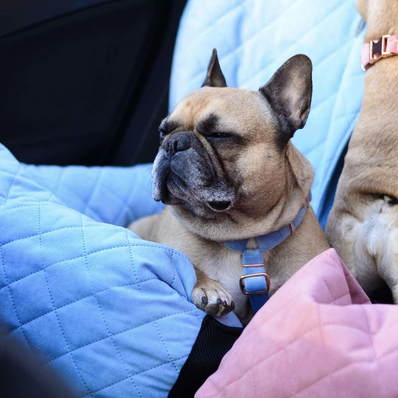 Autositz für Hunde