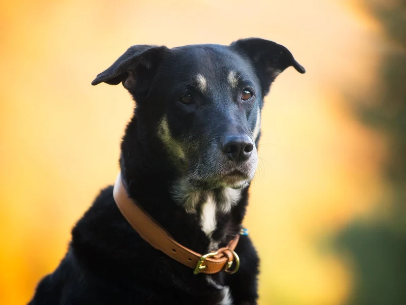 SABRO Hundehalsband CLASSIC Leder
